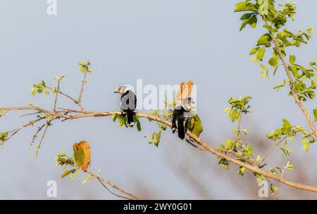 Ein Paar Helmetshrikes mit weißem Kamm, Prionops plumatus, thront auf einem Zweig eines Baumes in Südafrika. Stockfoto