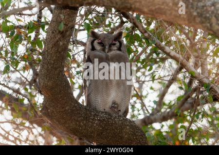 Eine Verreauxs-Uhu, Ketupa lactea, thront auf einem Baumzweig in Südafrika. Stockfoto