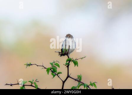 Eine rasselnde Cisticola, Cisticola chiniana, die auf einem grünen Zweig in Südafrika thront Stockfoto