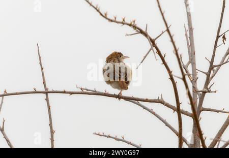 Eine rasselnde Cisticola, Cisticola chiniana, steht auf einem Baumzweig in Südafrika. Stockfoto