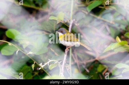 Ein gelbbrüsiger apalis, Apalis flavida, der zart auf einem Zweig in einem Baum thront, mit einem üppigen südafrikanischen Waldgrund. Stockfoto