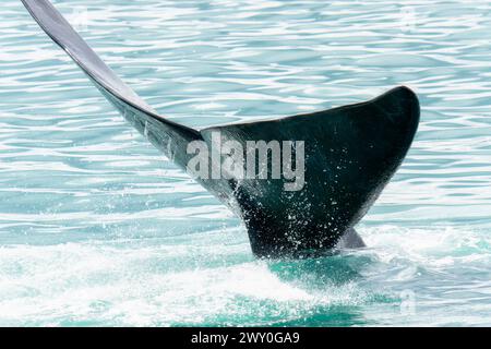 Ein Südlicher Glattwal, Eubalaena australis, ist sichtbar, als er die Wasseroberfläche in Südafrika durchbricht. Die massive Schwanzflosse ist unverwechselbar mit Stockfoto