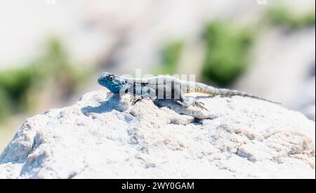 Eine Southern Rock Agama Eidechse, Agama atra, die auf einem Felsen in Südafrika thront. Die Eidechse sonnt sich in der Sonne und zeigt ihre lebendige Skala A Stockfoto