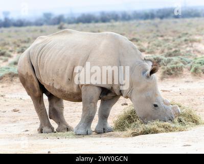 Ein südliches weißes Nashorn, Ceratotherium simum, ssp. Simum, wird friedlich auf Gras auf einem weiten Feld in Südafrika weiden gesehen. Das Nashorn war dehor Stockfoto