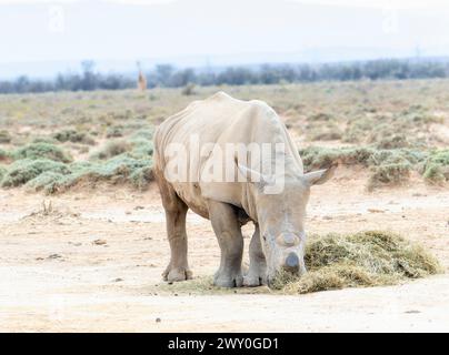 Ein enthorntes südliches weißes Rhinoceros, Ceratotherium simum ssp. Simum, wird auf einem weiten Feld in Südafrika auf Gras geweidet. Stockfoto