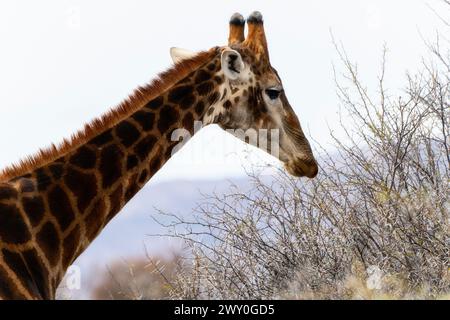 Eine Giraffe aus dem südlichen Afrika steht neben einem Baum auf einem weiten offenen Feld in Südafrika. Der lange Hals der Giraffen reicht nach Blättern, während sie Erbsen weidet Stockfoto