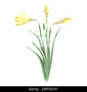 Aquarellblumen und Knospen von Narzissen. Isolierte handgezeichnete Illustration Garten Frühlingsnarzisse. Botanische Zeichenschablone für Karte, Mütter da Stockfoto
