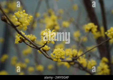 Cornus officinalis gelbe Blüten auf einem Baum im Frühjahr Stockfoto