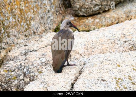 Eine Südliche Hadeda, Bostrychia hagedash ssp. Hagedash, auf einem Felsen unter der Sonne in Südafrika. Der Vogel ist ruhig gelegen und saugt den Krieg auf Stockfoto