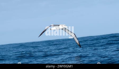 Ein Weißkappenalbatross, Thalassarche Cauta, fliegt anmutig über das glitzernde Wasser in Südafrika. Stockfoto