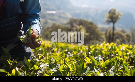 Arbeiter auf Teeplantagen. Nahaufnahme von Hand-pflückenden Teeblättern in Sri Lanka. Stockfoto