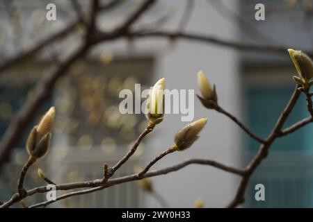 Magnolienbaum mit jungen Knospen im Frühjahr. Nahaufnahme. Stockfoto