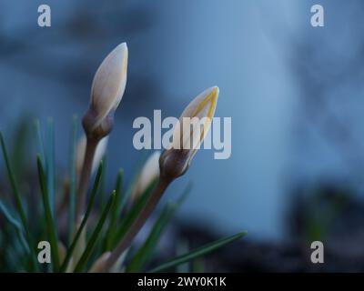 Zwei weiße Blüten im grünen Gras, mit gelben Blüten im Hintergrund Stockfoto