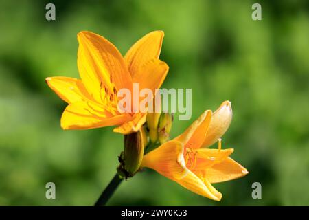 Gelbe Taglilienblüten, Hemerocallis lilioasphadelus, die Anfang Juni im Garten wachsen. Stockfoto