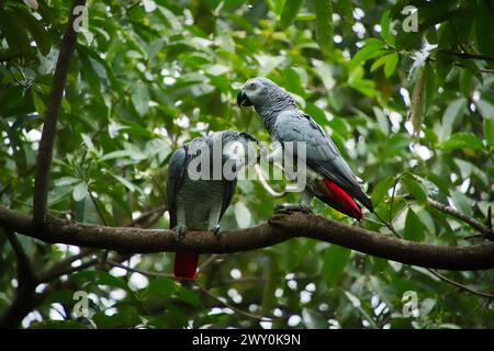 Zwei afrikanische graue Papageien, auch bekannt als Kongo-graue Papageien, sitzen auf einem Ast und kratzen sich gegenseitig. Stockfoto