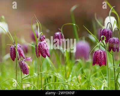 Karierte dunkle und blassrosafarbene Blüten der kräftigen, im Frühjahr blühenden Schlangenkopf Fritillaria meleagris Stockfoto