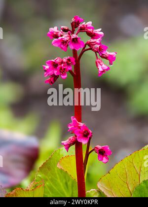 Rosafarbene Blüten im frühen Frühjahr im Dorn der großen Laub-Hardy-immergrünen Staude Bergenia „Bressingham Ruby“ Stockfoto