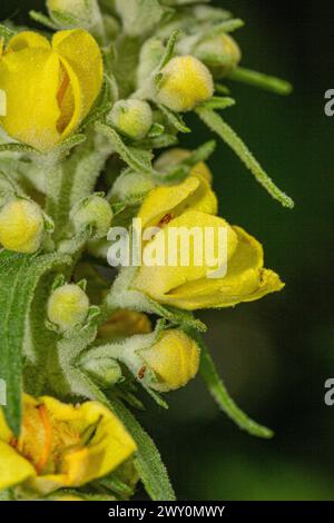 Verbascum densiflorum Blüte Stockfoto