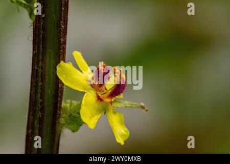 Verbascum nigrum Blume Stockfoto