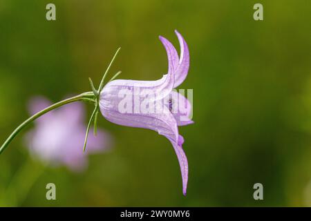 Campanula rapunkulus rosa Blume Stockfoto