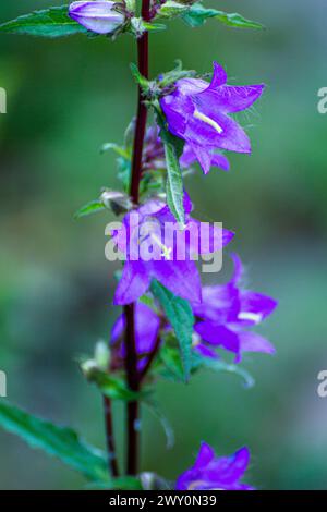 Campanula-Trachelium-Blüte Stockfoto