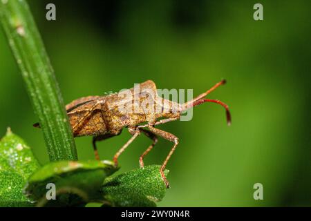 Coreus marginatus Stockfoto