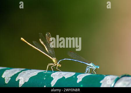 Libellen-Paarung Stockfoto