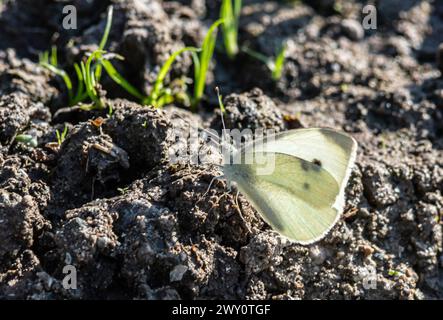 An heißen Sommertagen verbringt die Gruppe der Schmetterlinge Zeit am Fluss. Kohlschmetterling, Pieris brassicae. Stockfoto