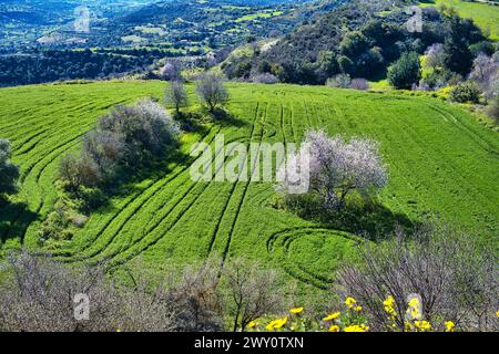 Spurweiten von Traktorreifen auf einer grünen Wiese mit blühenden Mandelbäumen in den Hügeln des westlichen Zyperns Stockfoto