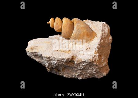 Turritella-Fossil auf schwarzem Hintergrund Stockfoto