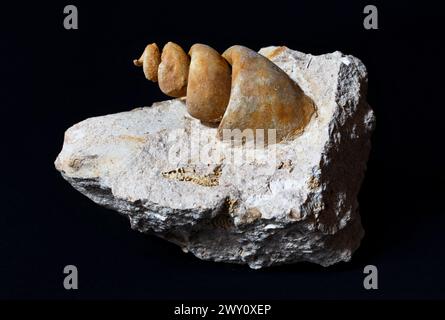 Turritella-Fossil auf schwarzem Hintergrund Stockfoto
