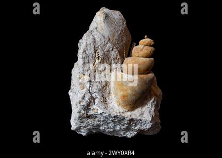 Turritella-Fossil auf schwarzem Hintergrund Stockfoto