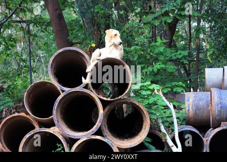 Verrottete Sturmabflussrohre mit einem Hund, der sich auf ihnen entspannt : (Bild Sanjiv Shukla) Stockfoto