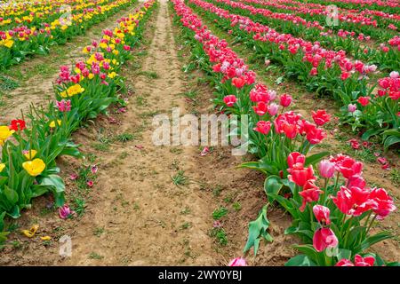 Mehrere Reihen blühender Tulpen entstanden vollständig mit einer Vielzahl von Farben, die auf einem Bauernhof wachsen und im frühen Frühling geerntet werden können Stockfoto