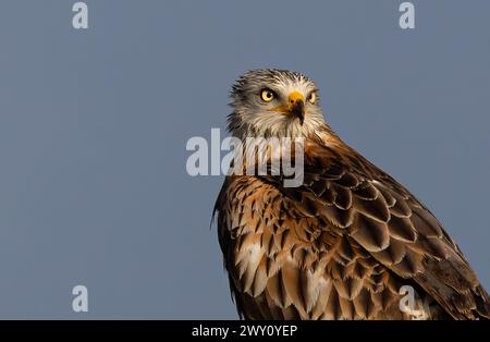 Eine Nahaufnahme eines roten Drachen. Stockfoto