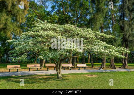 Die weißen Blüten des Chinesischen Fransenbaums (Chionanthus retusus). Wenn die Blüten verblassen, fallen die Blüten wie Schnee auf den Boden. Taoyuan, Taiwan. Stockfoto