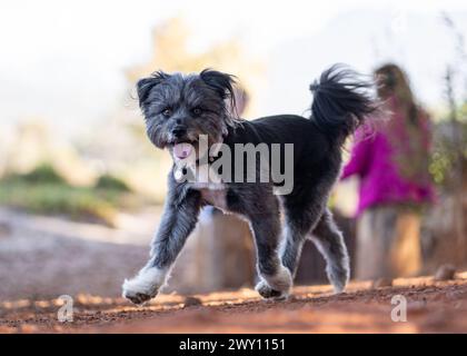 Ein grauer Miniatur-Schnauzer mit geschnittenem Pelz, der im Park spaziert Stockfoto