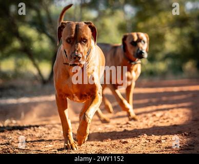 Die beiden braunen Hunde in einer Parklandschaft Stockfoto