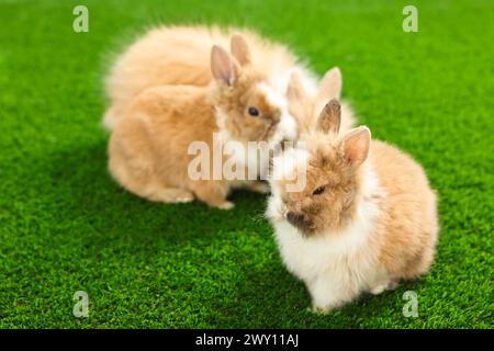 Süße flauschige Hauskaninchen auf grünem Gras Stockfoto