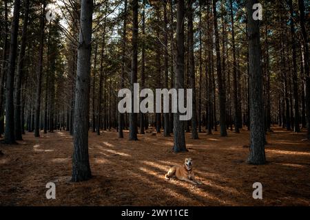 Ein brauner Hund in einem Wald, umgeben von Bäumen Stockfoto