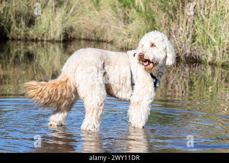 Ein weißes Labradoodle, das im Wasser steht Stockfoto