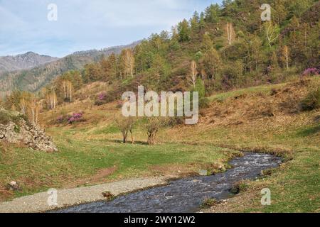 Altai Fluss Chobe im Frühling. Dieser Gebirgsbach ist der rechte Nebenfluss des berühmten Katun River. Stockfoto