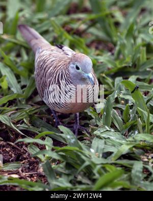 Eine Zebrataube (Geopelia striata), auch bekannt als Barred Ground Taube, ist in der Nähe von Papeete, Tahiti, Windward Islands, Französisch-Polynesien zu sehen Stockfoto