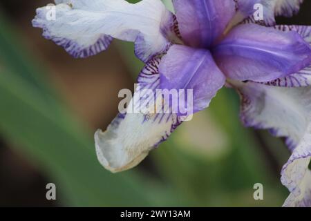 Lila und weiße Iris Makroaufnahme Oberteil Stockfoto