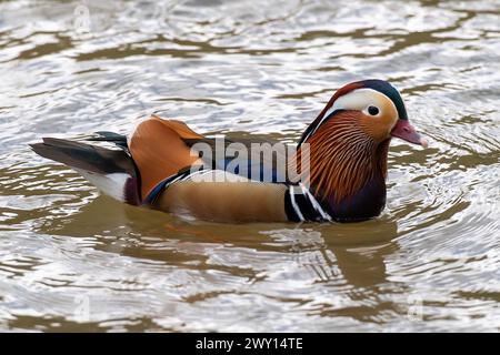 Maidenhead, Berkshire, Großbritannien. April 2024. Eine farbenfrohe männliche Mandarin-Ente an der Themse in Maidenhead, Berkshire. Die RSPB beschreibt sie als „die männliche Mandarinenente hat ein sehr raffiniertes und dekoratives Gefieder mit markanten orangen Federn an der Seite des Gesichts, eine lila Brust, große orangene Federn, die wie Segel auf dem Rücken aufragen, und blassorangene Flanken (seine unteren Seiten). Das Weibchen ist nicht so hell gefärbt, mit grauem Kopf und weißem Streifen hinter dem Auge, braunem Rücken und melierten Unterseiten. Sie wurden aus China in das Vereinigte Königreich eingeführt und haben sich nach Escaps etabliert Stockfoto