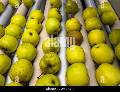 Äpfel in einem Pool mit Wasser zur Vorsortierung in einem Obstgroßhändler auf der Produktionslinie. Qualitätskontrolle von goldenen köstlichen Äpfeln. Stockfoto