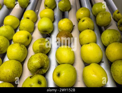 Äpfel in einem Pool mit Wasser zur Vorsortierung in einem Obstgroßhändler auf der Produktionslinie. Qualitätskontrolle von goldenen köstlichen Äpfeln. Stockfoto