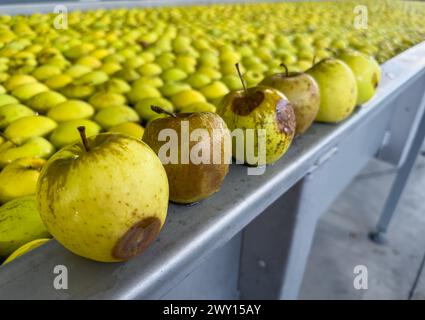 Äpfel in einem Pool mit Wasser zur Vorsortierung in einem Obstgroßhändler auf der Produktionslinie. Qualitätskontrolle von goldenen köstlichen Äpfeln. Äpfel in Stockfoto