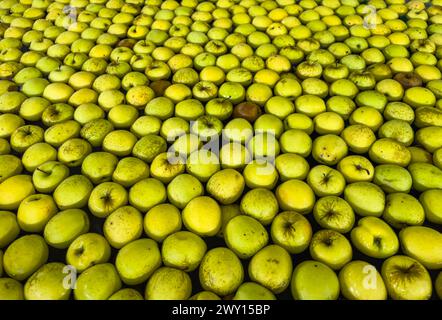 Äpfel in einem Pool mit Wasser zur Vorsortierung in einem Obstgroßhändler auf der Produktionslinie. Qualitätskontrolle von goldenen köstlichen Äpfeln. Äpfel in Stockfoto