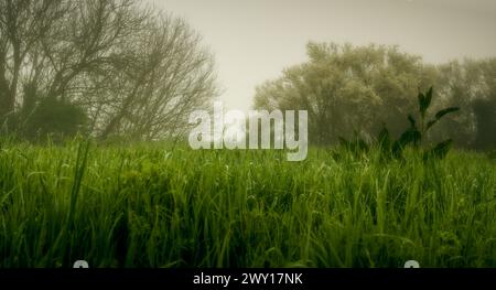 Ländliche Gegend in der Nähe von Ravenna. Wiese, Bäume und Nebel. Dominanz der Farbe Grün Stockfoto